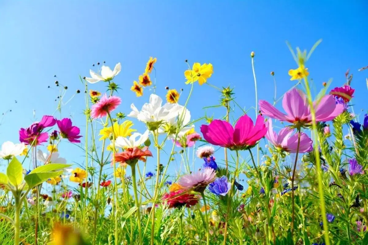 Festi'Nature - Marché aux fleurs